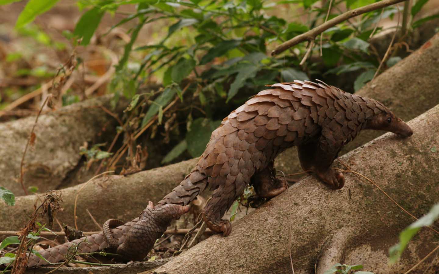 Animals In Pakistan Wildlife Sanctuaries in Pakistan: Location, Species & More | Zameen Blog