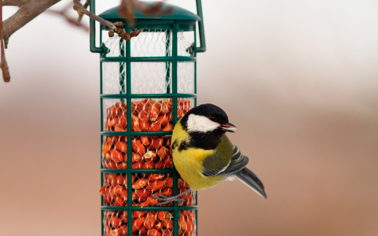 Best Ways to Attract Birds to Your Garden | Zameen Blog