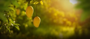 mangos in pakistan